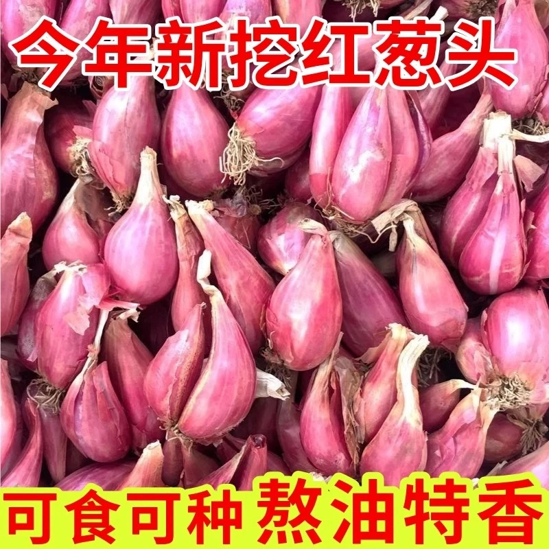 {超值}正宗红葱头香葱头干葱头火葱头种香新鲜小葱头农家自种小葱