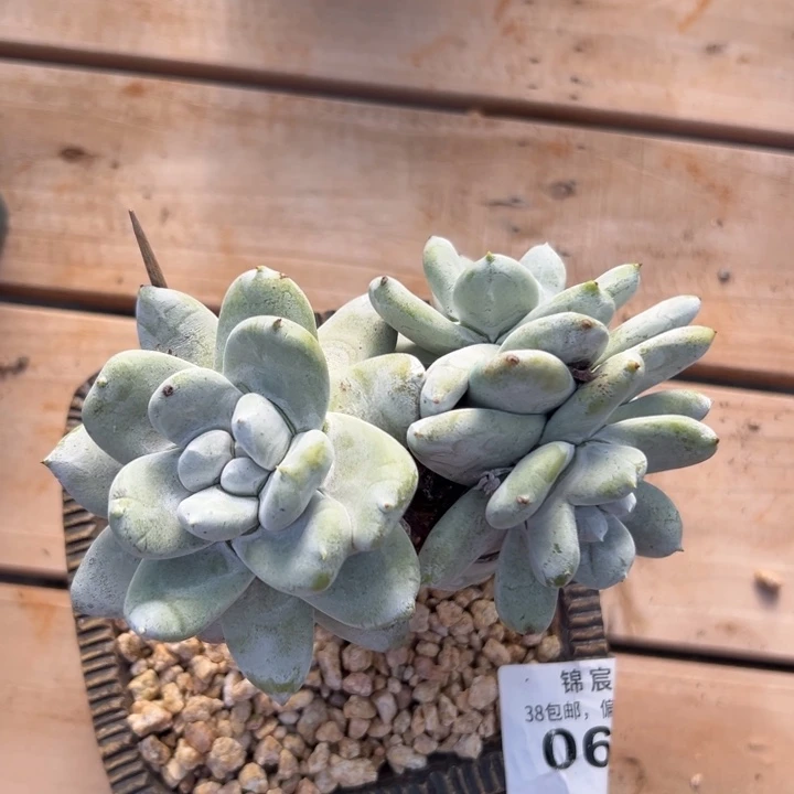 花朵脸拇指～一物一拍0623