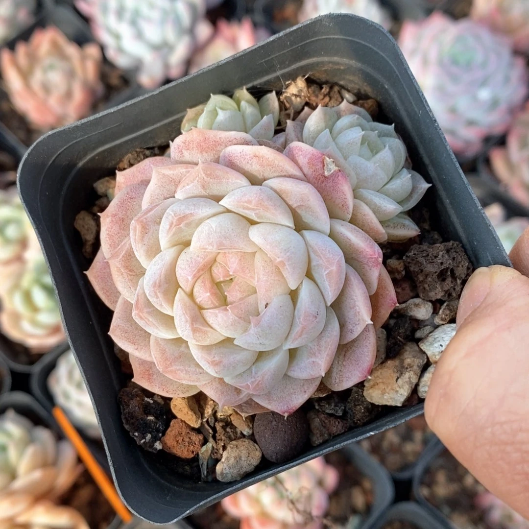 精品多肉一物一拍不包整26