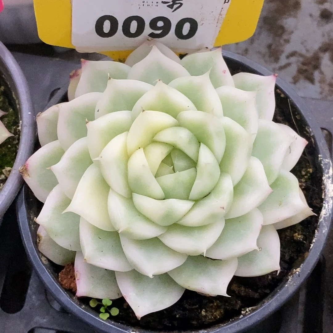 090麦秆哈哈哈哈哈