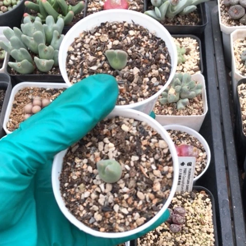 ?****?多肉肉锥 793空蝉