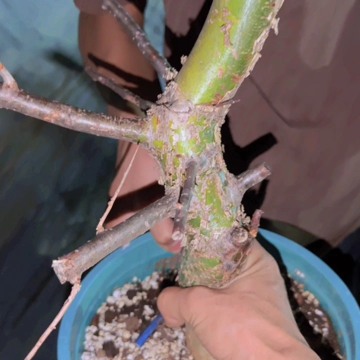 K***g块根植物块根植物