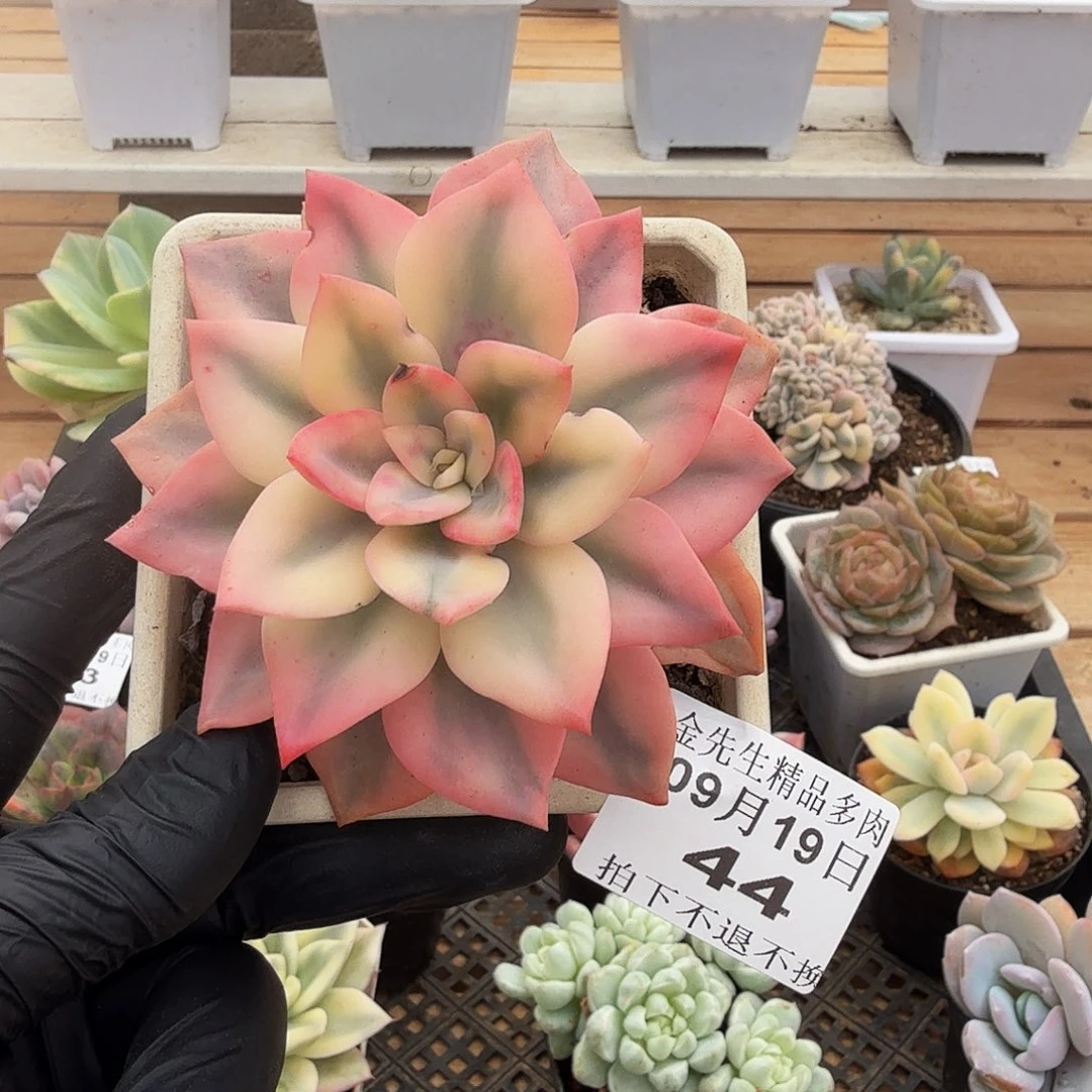 0919-44哈林粉单头