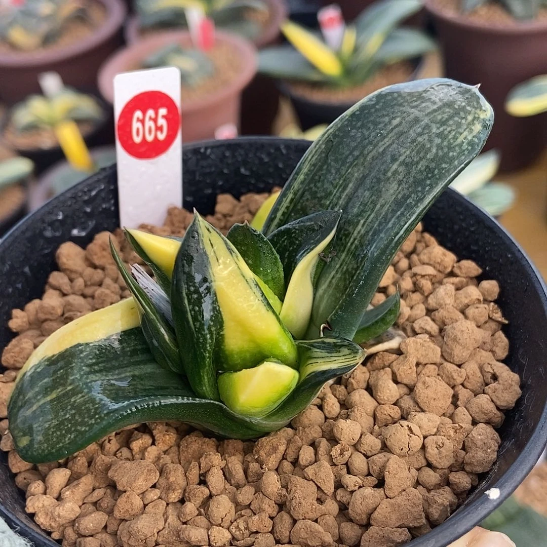 665卧牛实生锦带盆发货