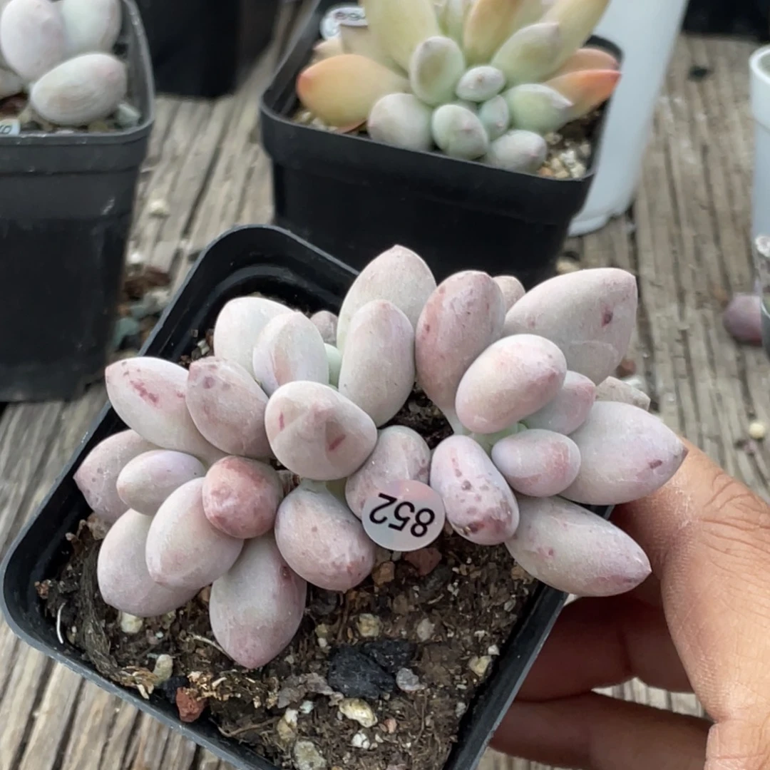 贵妃奶酪多肉植物