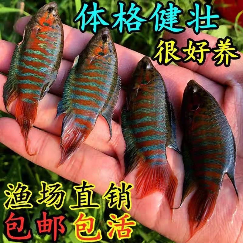 活体中国斗鱼巨普蓝叉淡水耐养小型冷水观赏鱼好养包邮无需打氧