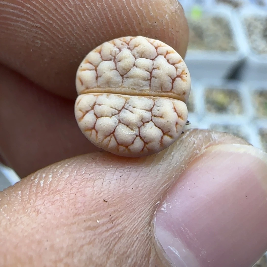 179 生石花大棚直播