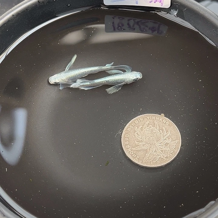 青鳉鱼真长鳍天使之翼2条31号