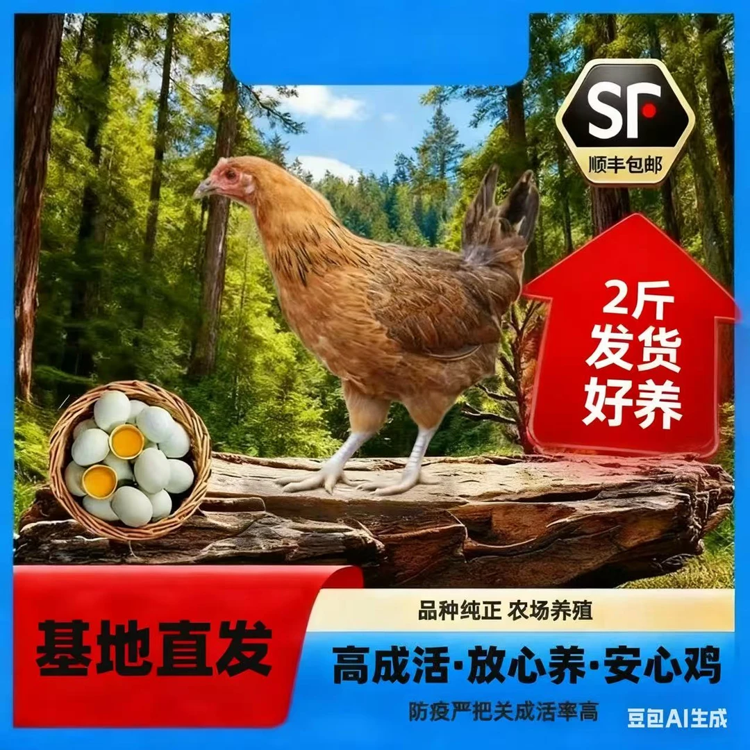 两斤发货 黑脚红瑶宠物鸡 拍三送一 顺丰发货