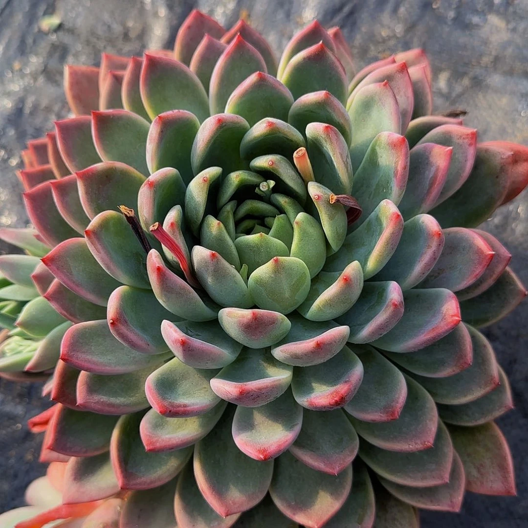 棠*呃呃呃呃呃哦健健康康快快乐乐