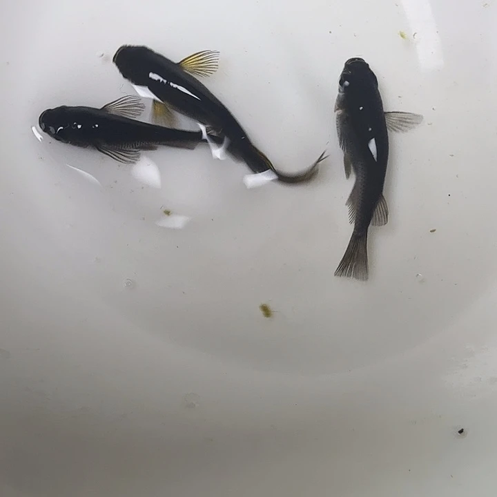 青鳉鱼8号拍品长鳍大蛇