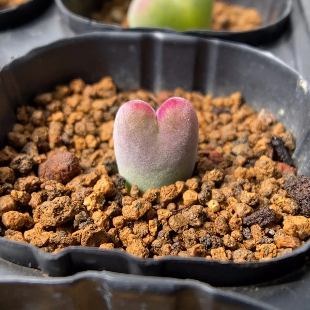 多肉植物肉锥杂交K-006