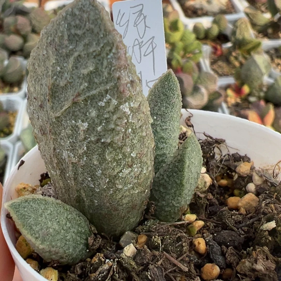 绿猪肝大苗多肉植物水泡
