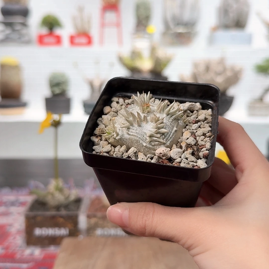 惠比须笑 一物一拍