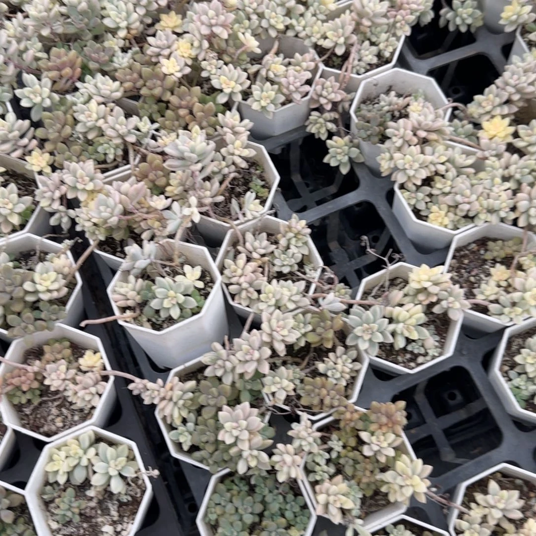 32个姬秋丽锦满20包邮