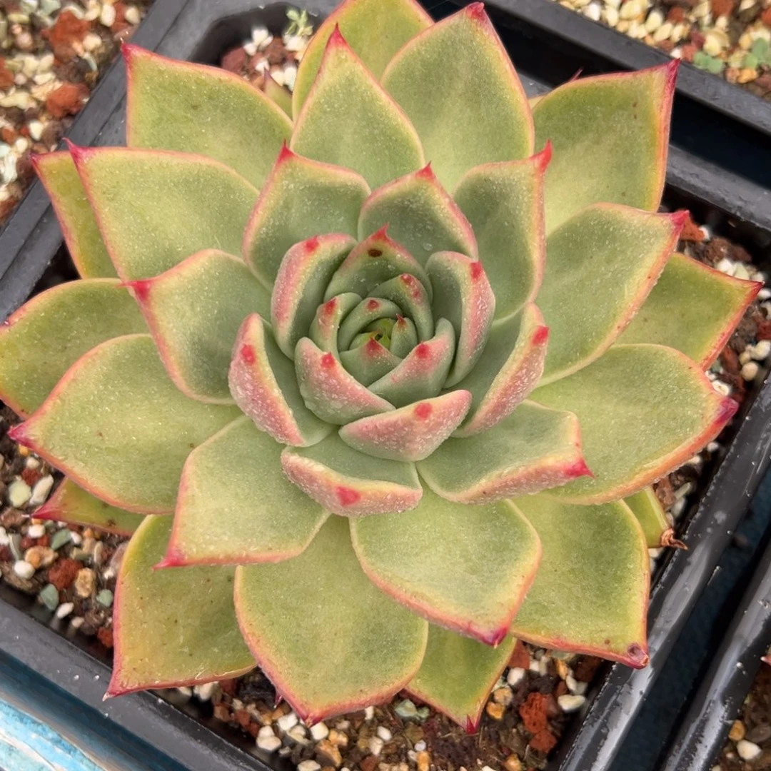 多肉植物一物一拍040