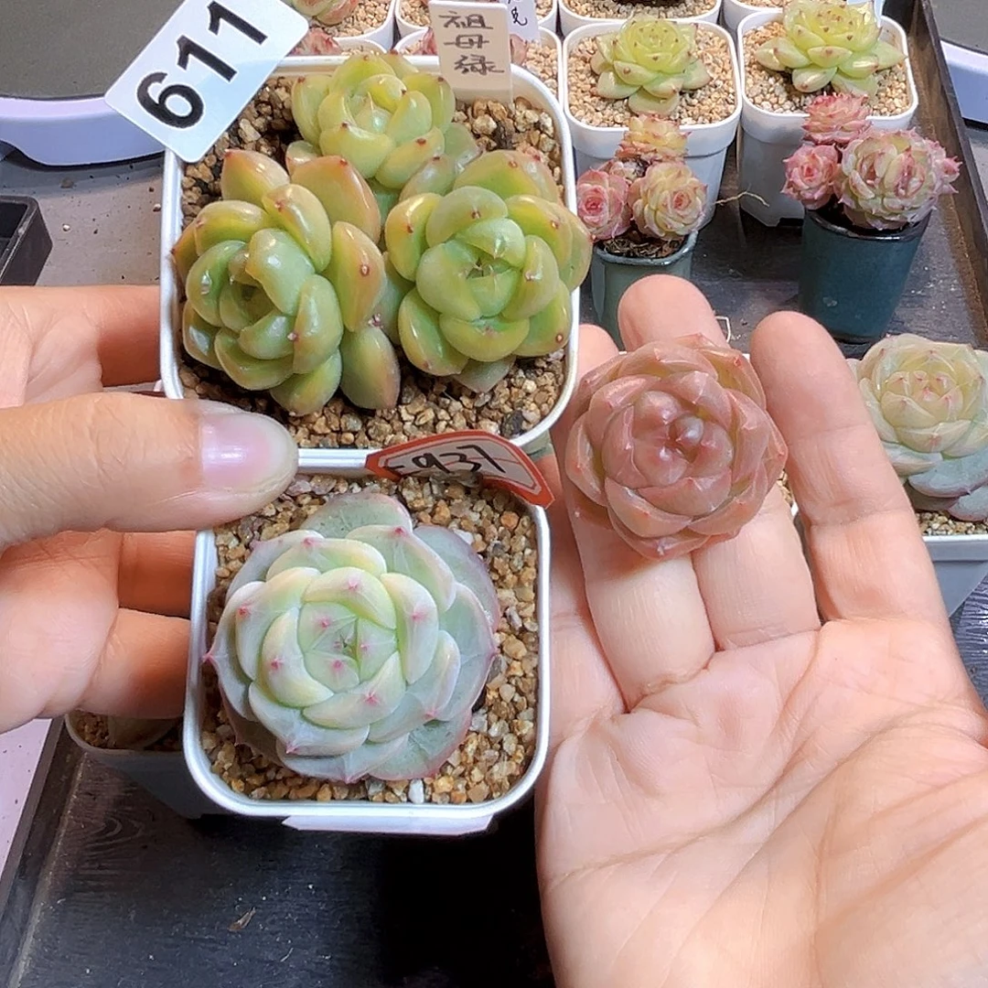 绵***）611一物一拍 打包3个