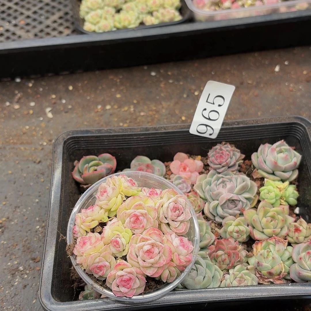 多肉植物多肉植物965