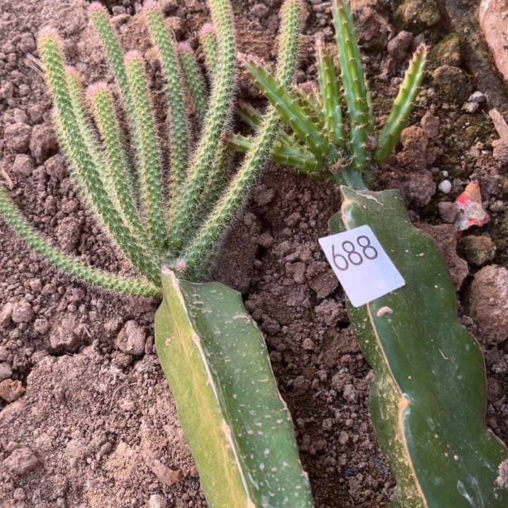 默***陌粉色紫色^_^^_^^_^688