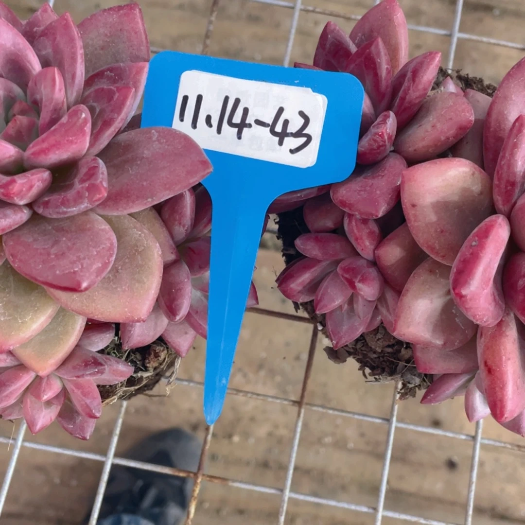 1114-43-全状态赫菲斯托老桩群生一颗