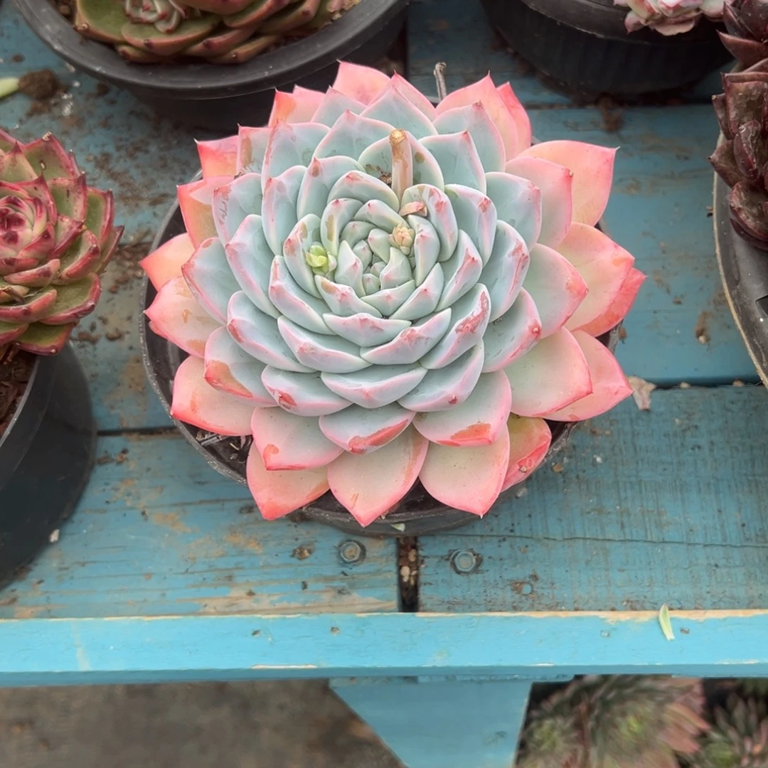 精品多肉植物老桩