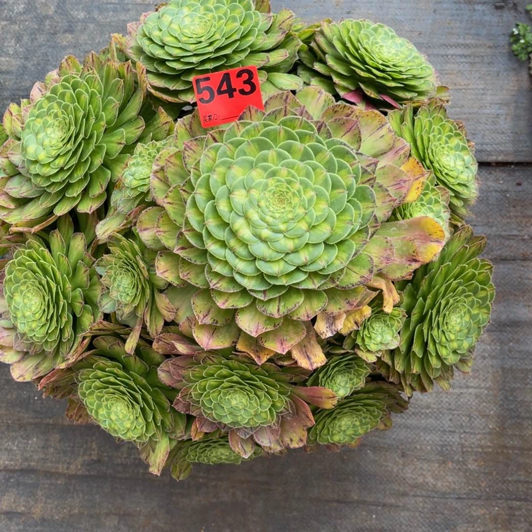 晨*：543多肉法师知否