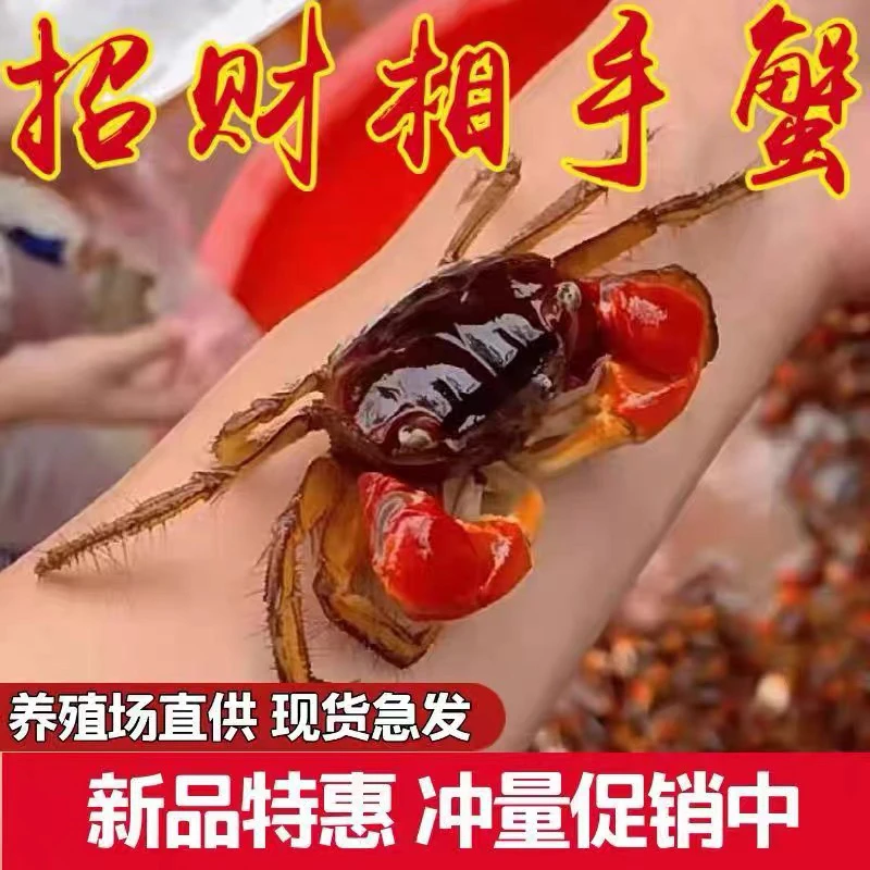 观赏蟹除藻蟹活体螃蟹宠物淡水蟹相手蟹将军蟹可深水养的小螃蟹