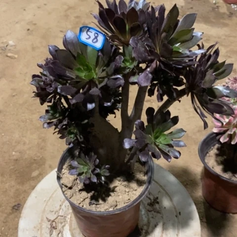 黑法师缀一物一拍