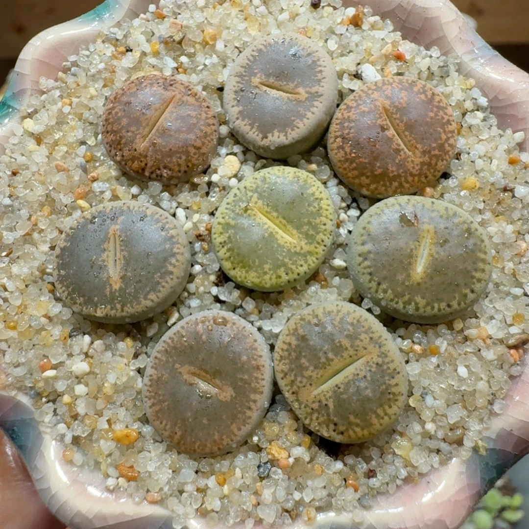 蘑菇566和田彩拼多肉植物