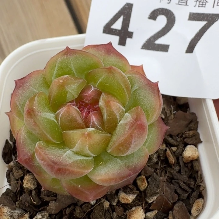 琥珀            多肉植物