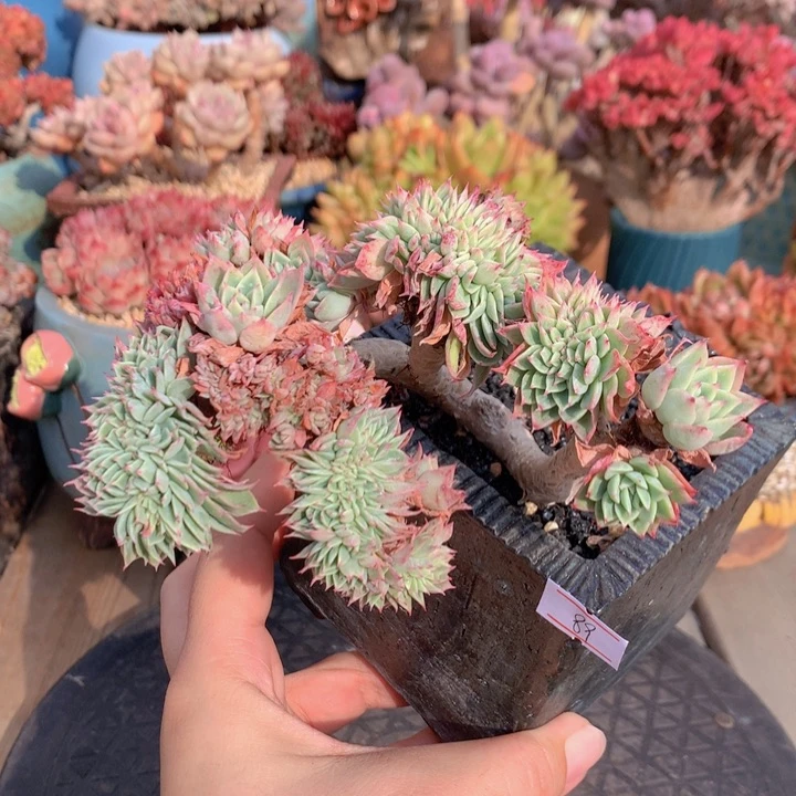 一物一拍脱土洛根发货89