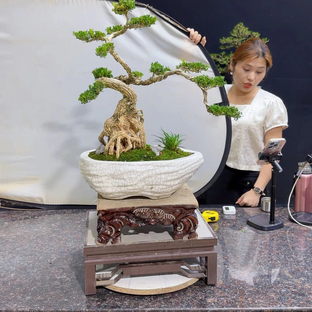 当前无花朵，栽培后可花朵