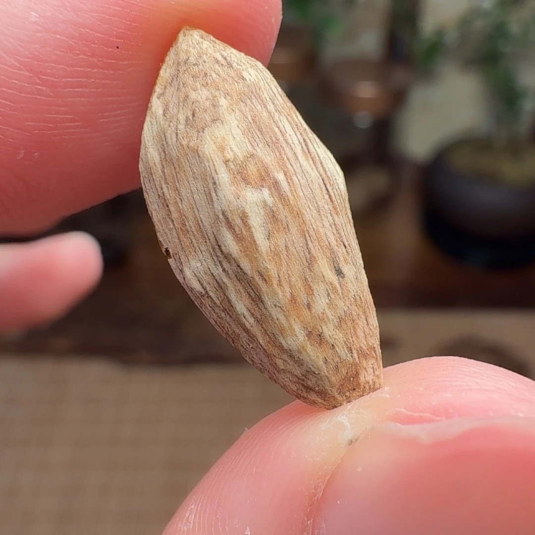 沉香海南黄油格瓜子