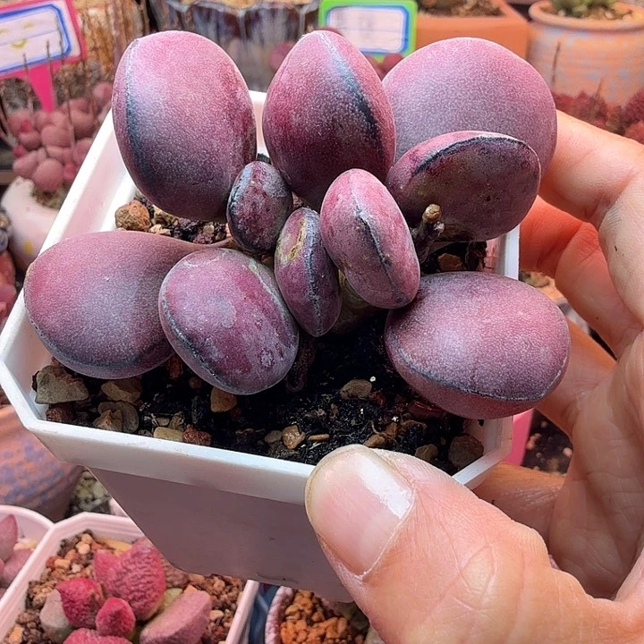 ?***.水蜜桃的味道真的很好闻啊