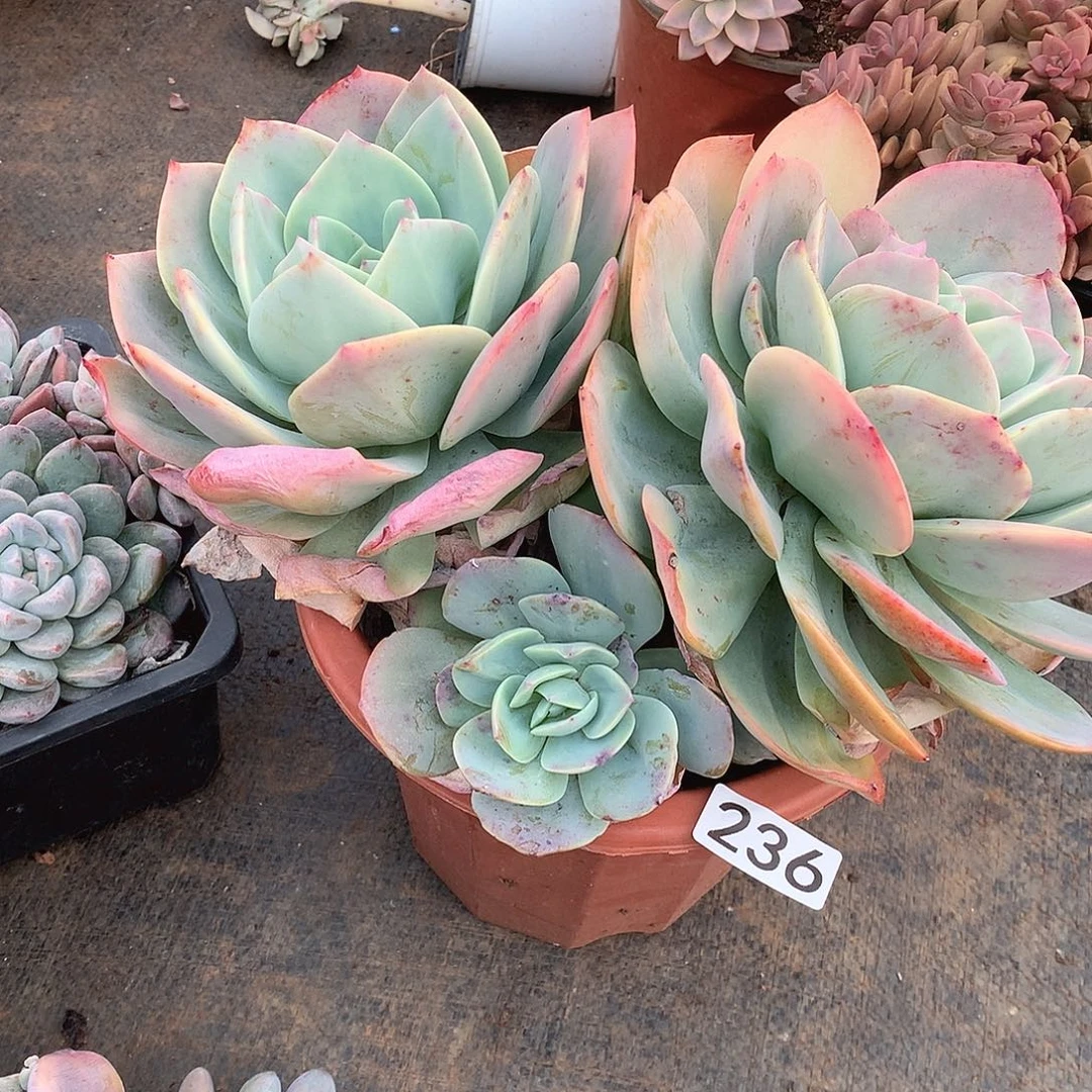 236凤 一物一拍多肉