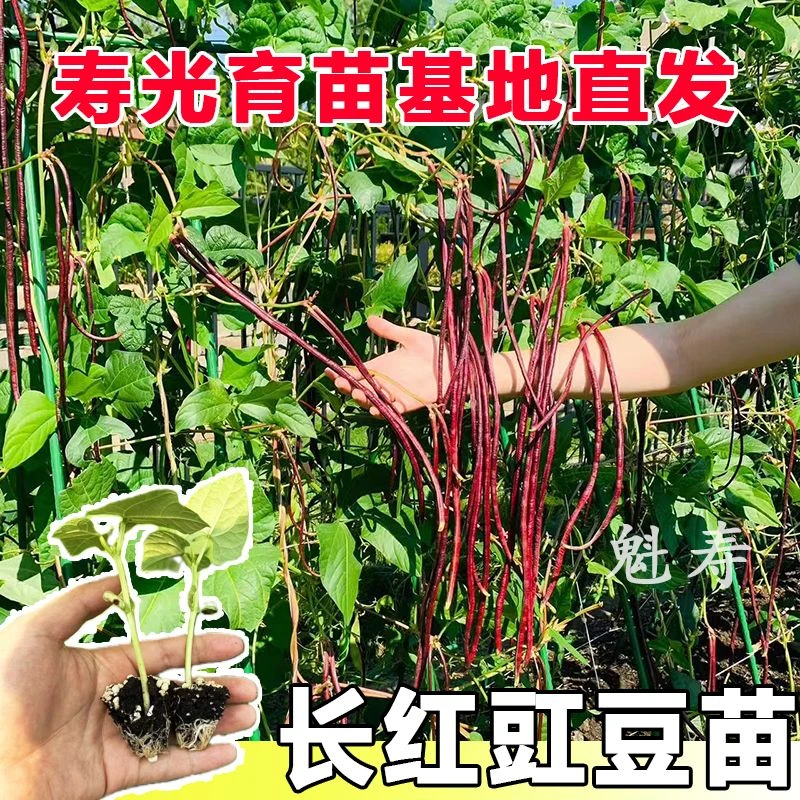 山东寿光压塌架红豆角苗秧种子四季春秋早熟高产阳台庭院带土发货