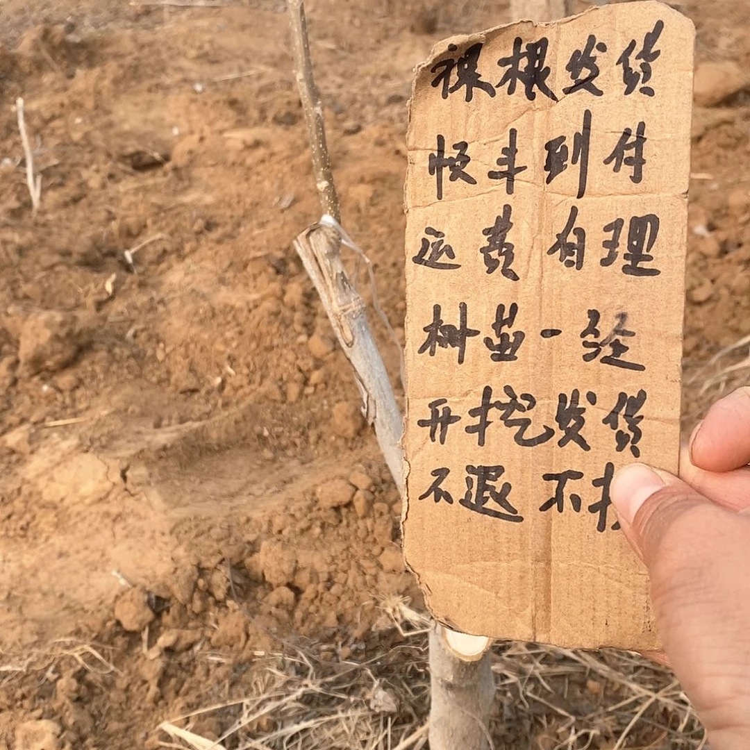 文玩核桃把件晓**拾南疆