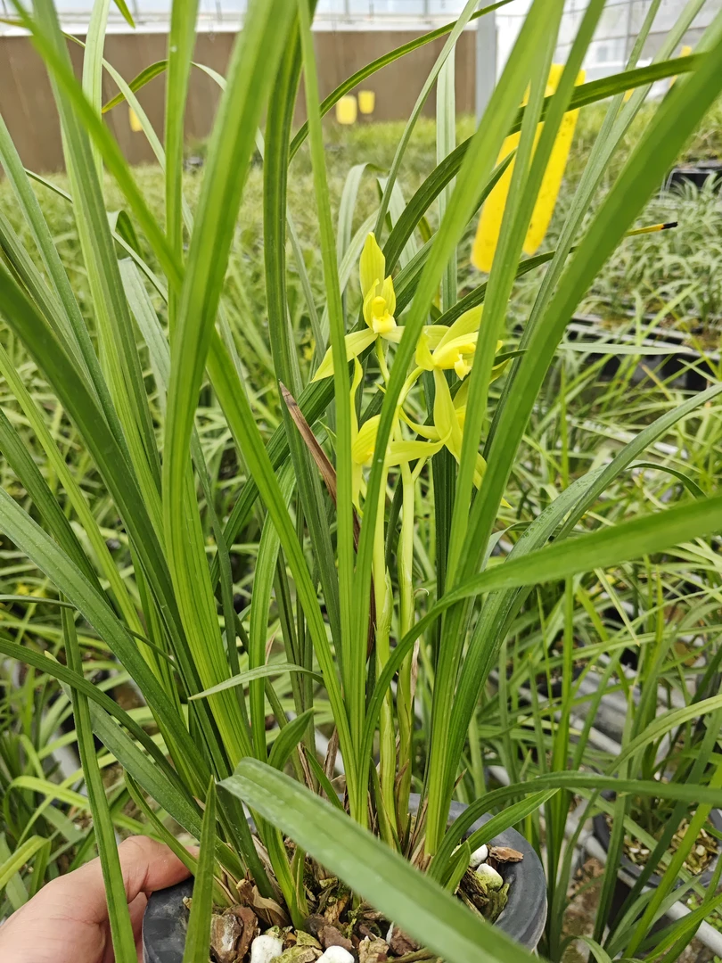 春剑经典西蜀道光