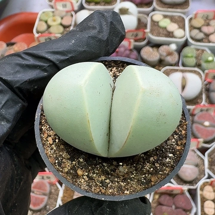 生石花2:：：：：。  320号