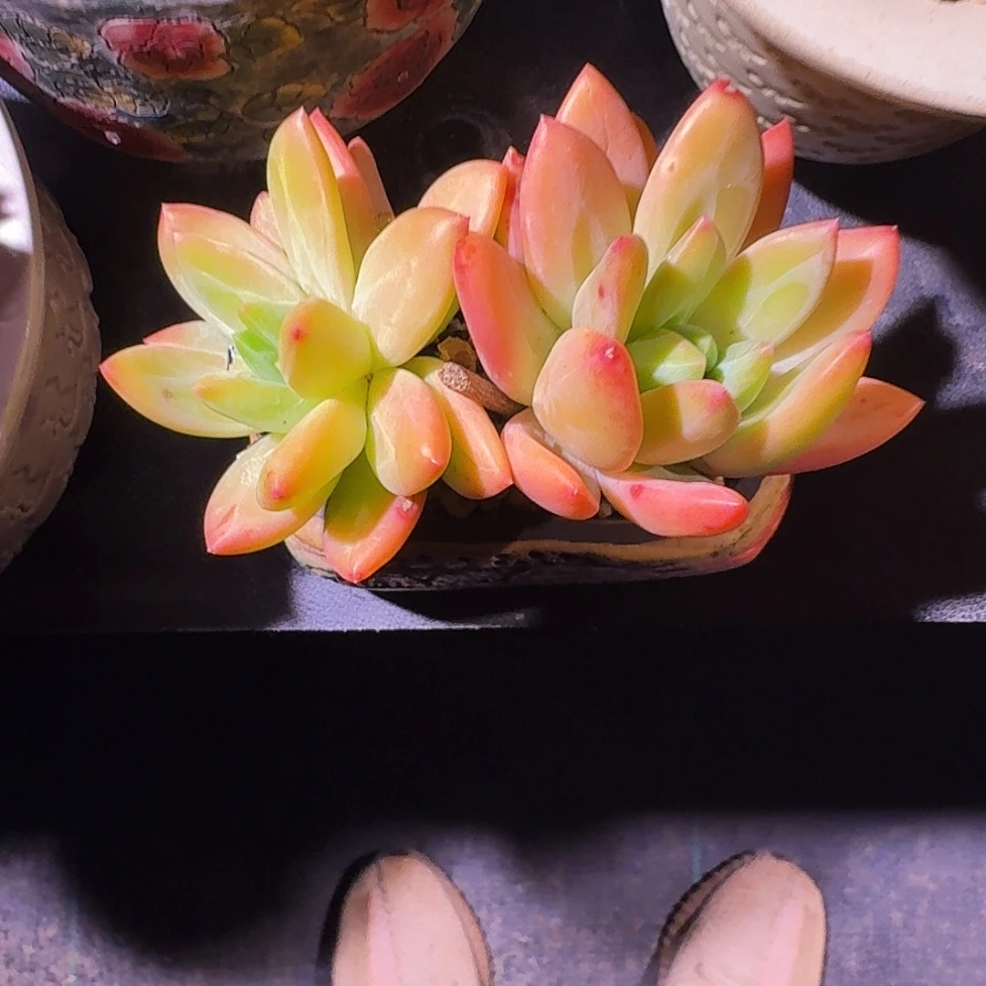 海洋之歌 双头  一物一拍