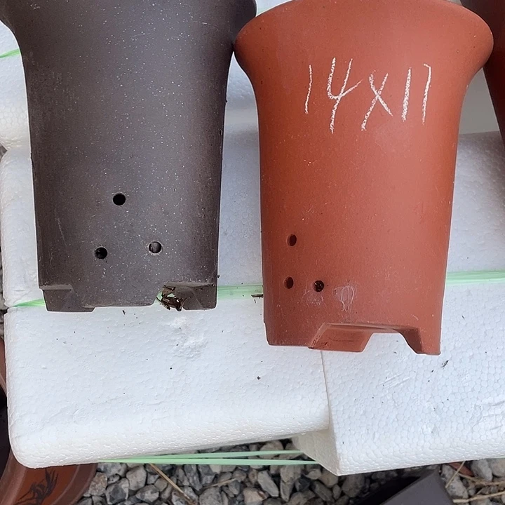 紫砂花盆我也不知道我在想22