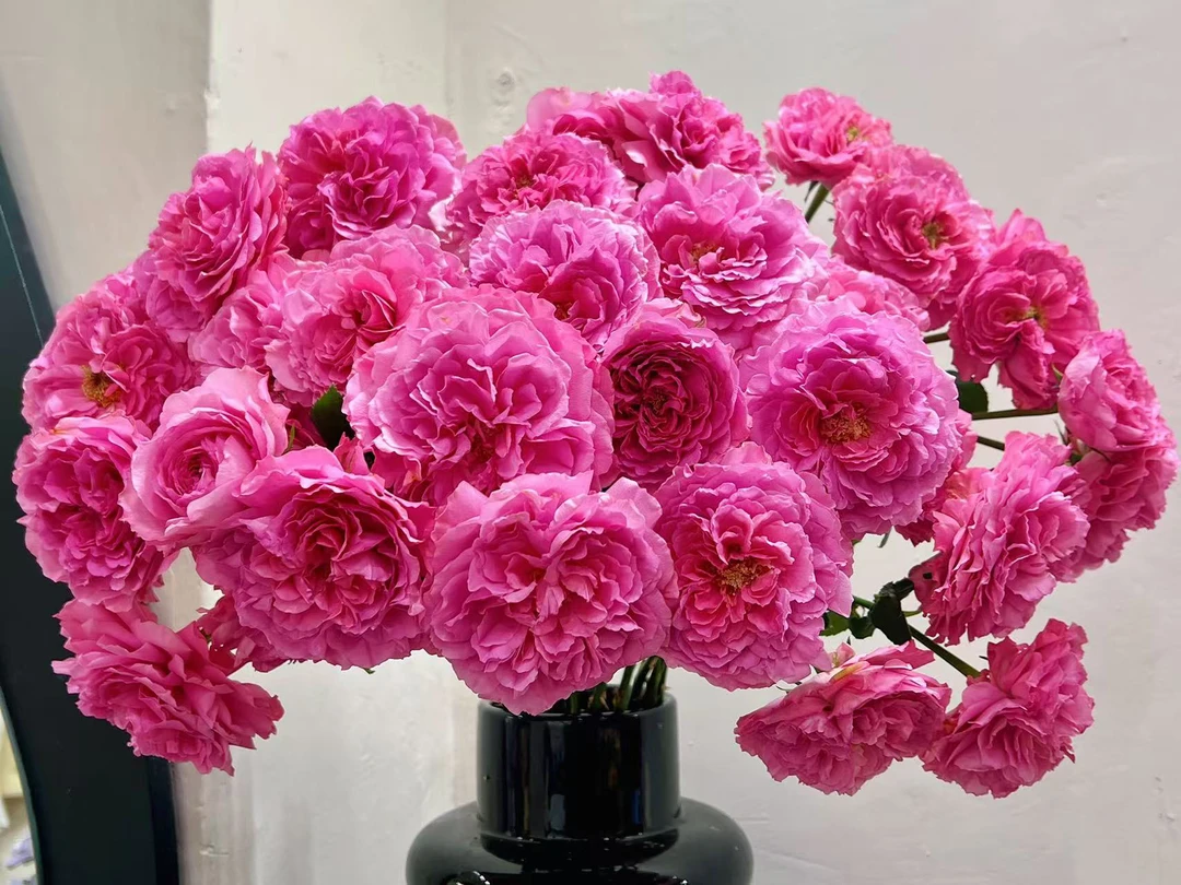 （云昊）多头美可公主10支！三件顺丰空运20%不售后