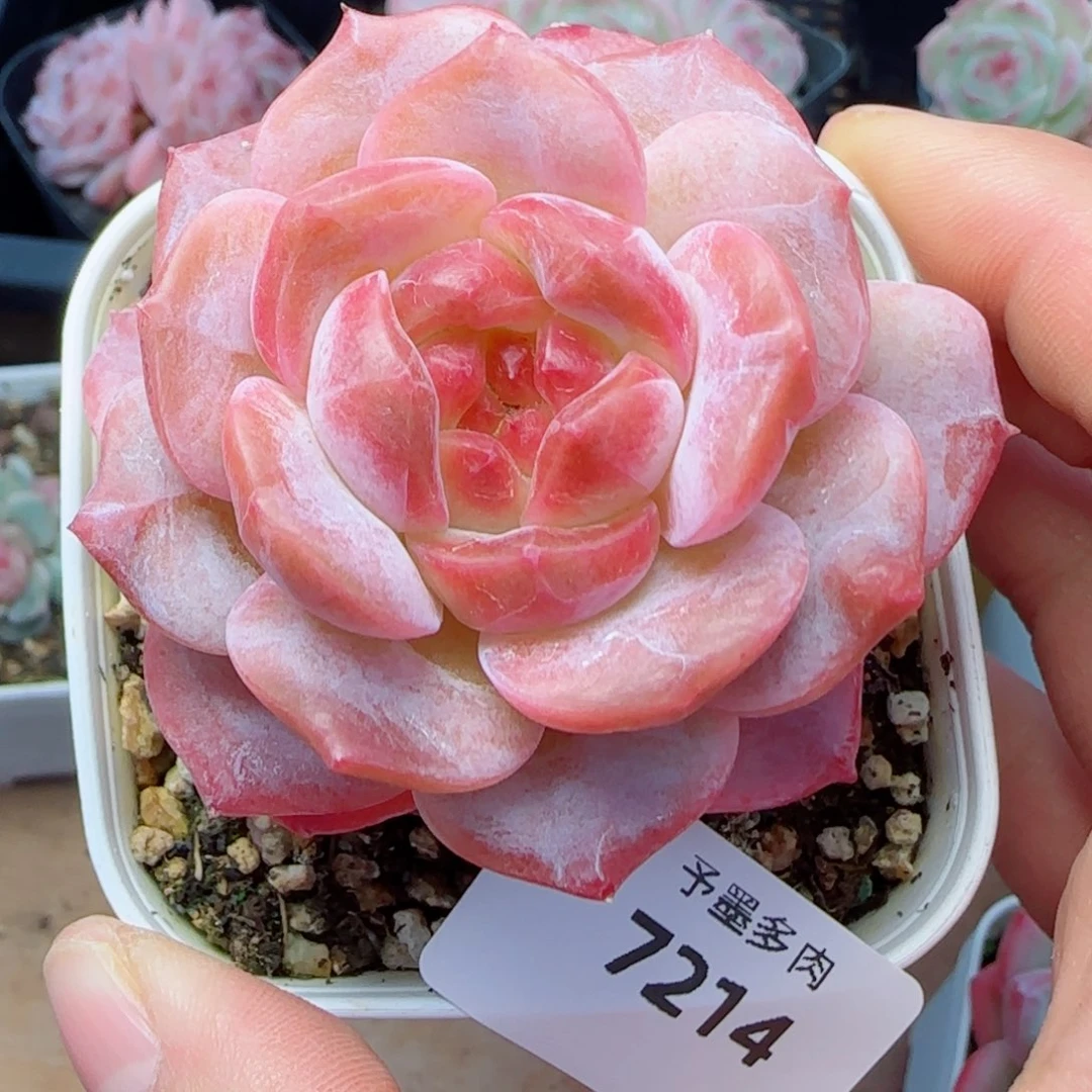 粉魄，7214多肉植物