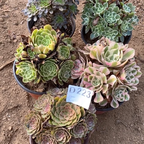 223五颗法师多肉植物