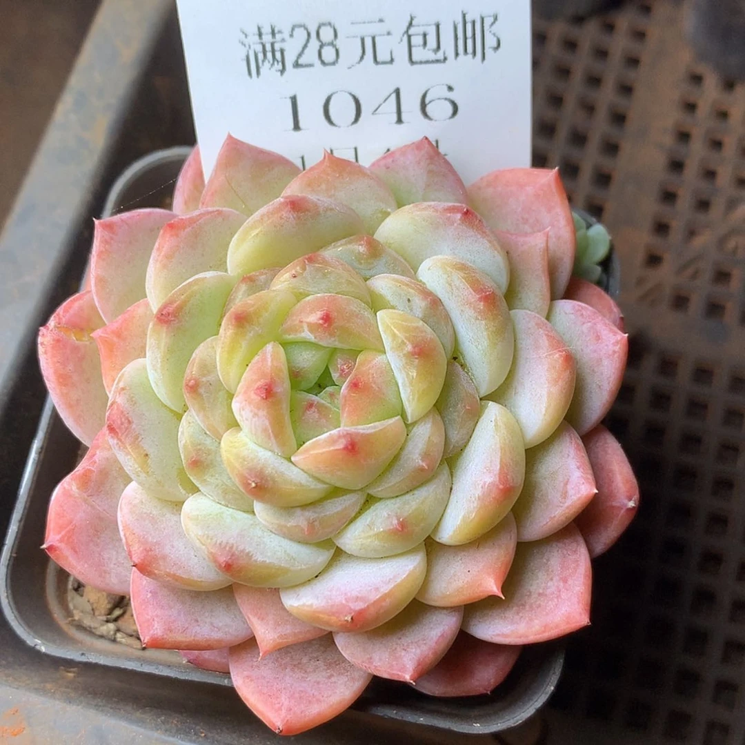 【闪购商品】云1046号