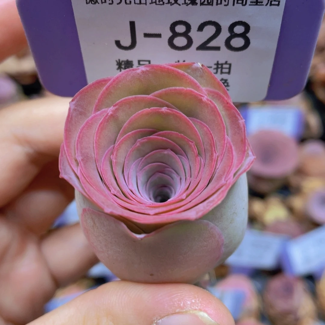 山地玫瑰J828满38包邮裸根发货