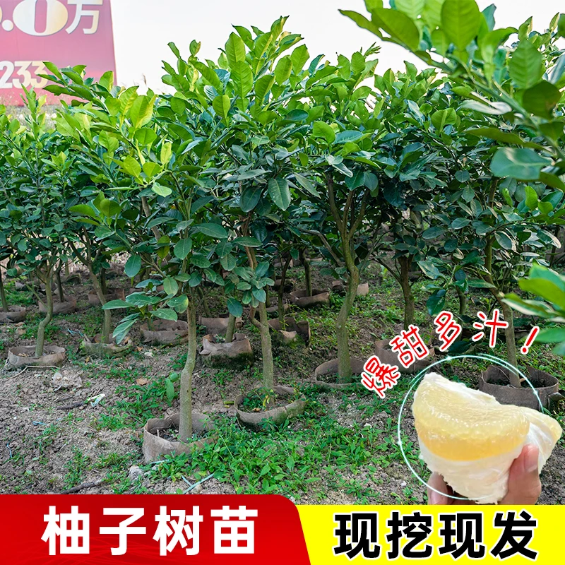 泰国红宝石青柚苗果树苗新品种泰国暹罗三红蜜柚树苗红心柚子树苗