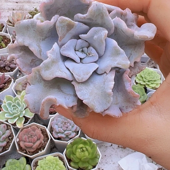 白饺子皮带盆9.9包邮