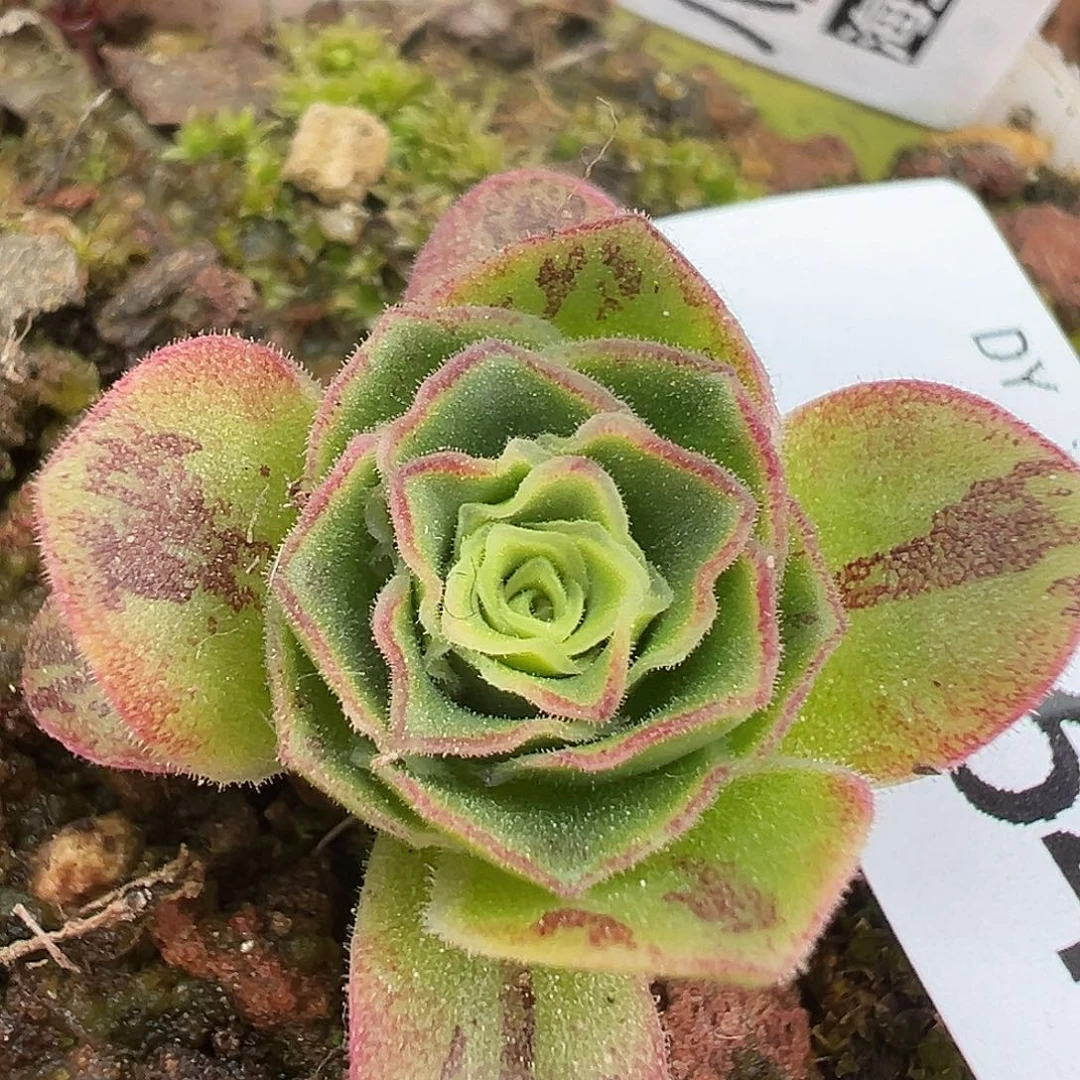 糖糖564 倾心龙音 蕾丝