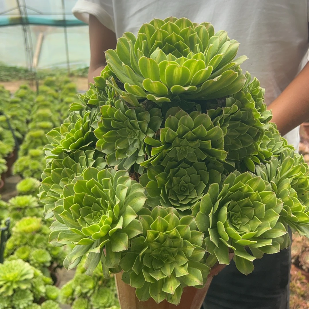 晴天家【知意】铜壶绿体中斑锦，精品高端美货，多肉法师